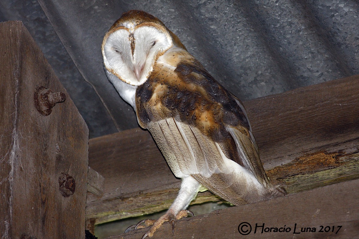 Barn Owl - Horacio Luna