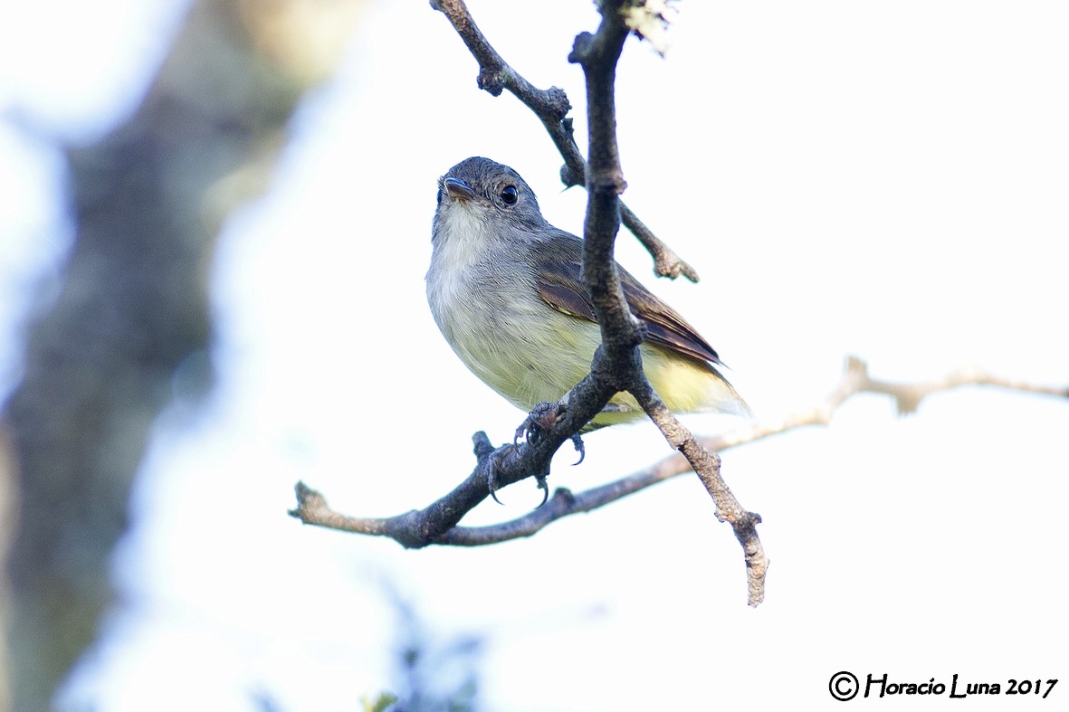 Fulvous-crowned Scrub-Tyrant - ML116403211