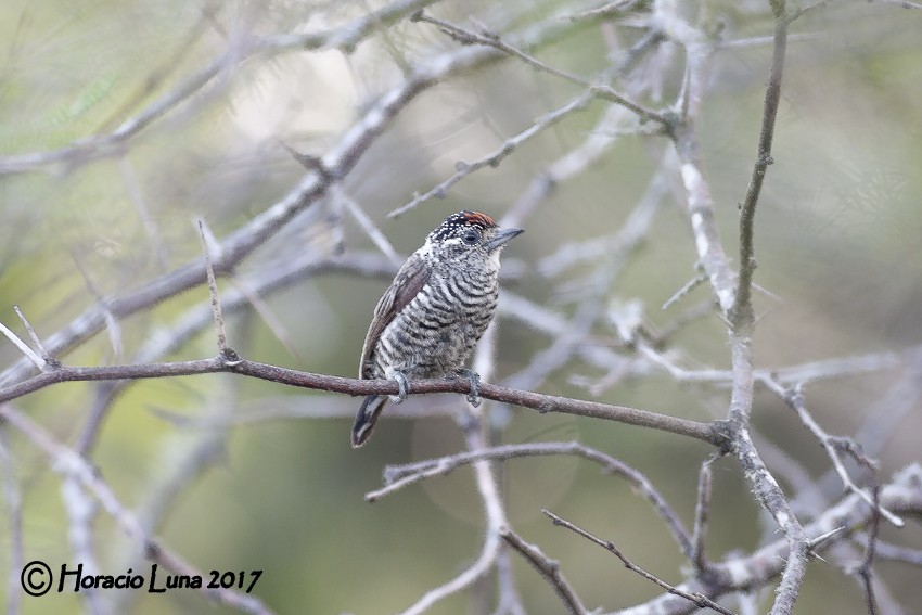 White-barred Piculet - ML116404111