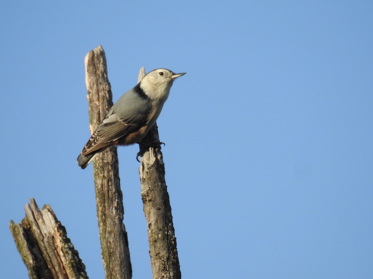 White-breasted Nuthatch - ML116407381