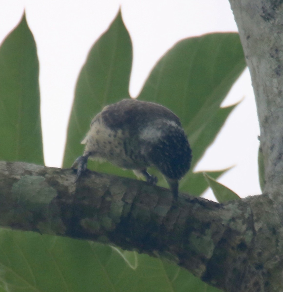 White-bellied Piculet - Randy Bumbury