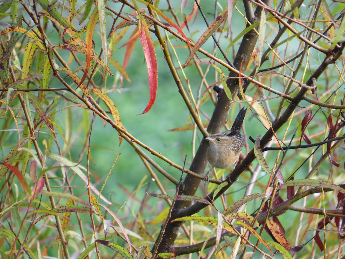 eBird Checklist - 26 Sep 2018 - Assiscong Marsh - 43 species (+2 other ...