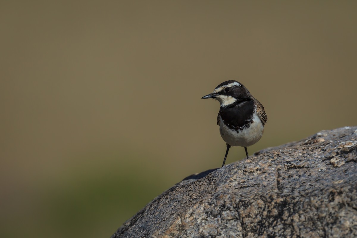 African Pied Wagtail - ML116417961