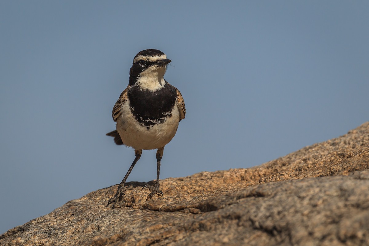 African Pied Wagtail - ML116417971