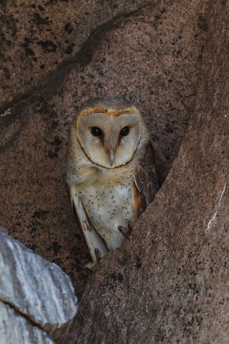 Barn Owl (African) - ML116418101