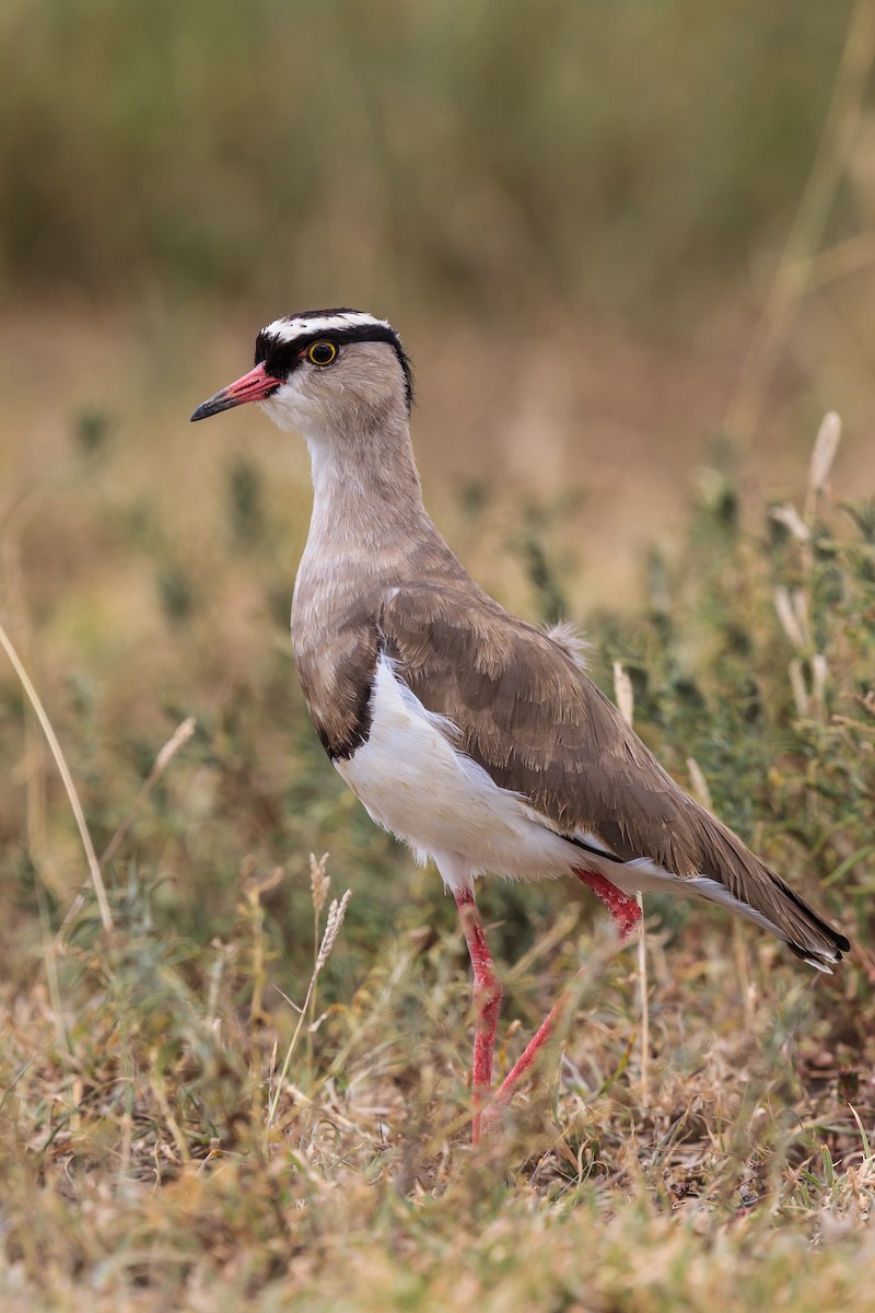 Crowned Lapwing - ML116418251