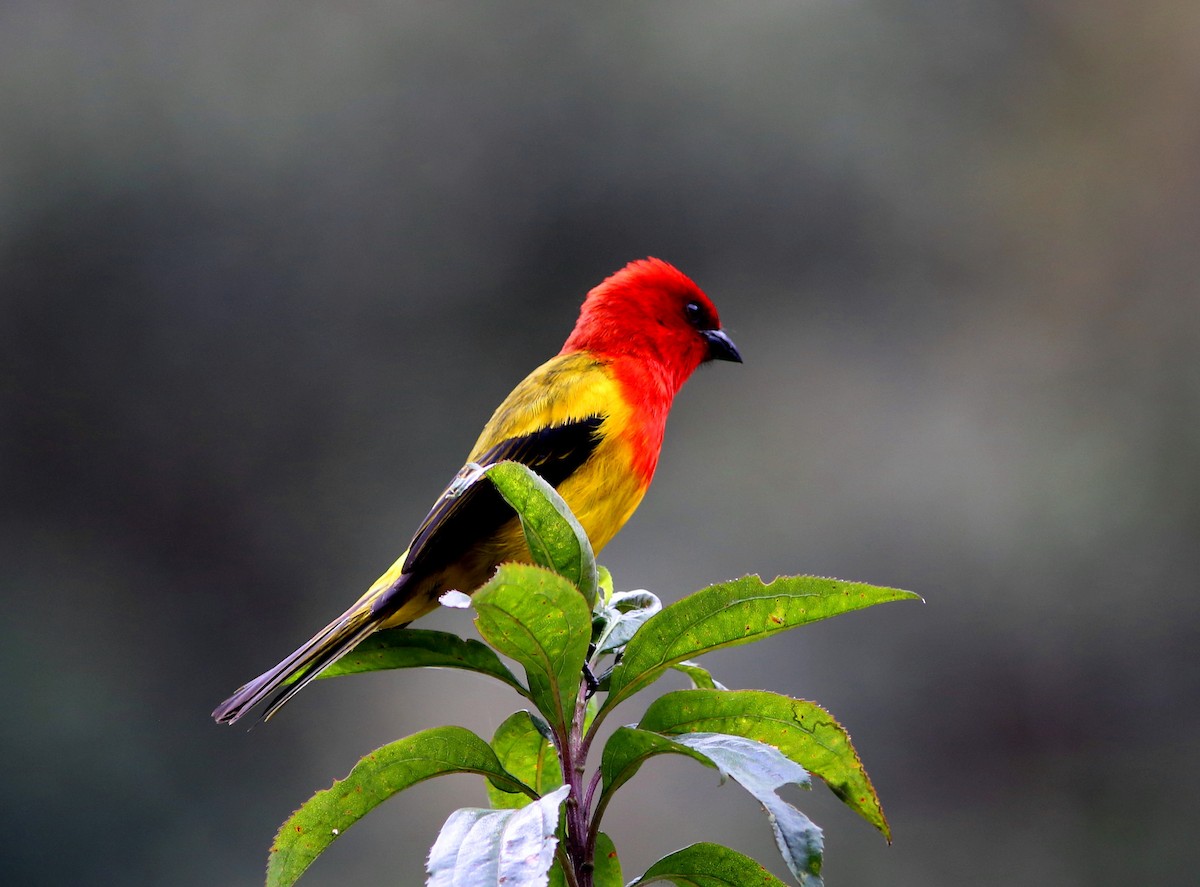 Red-hooded Tanager - Rohan van Twest