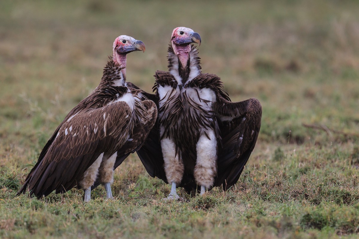 Lappet-faced Vulture - ML116419241
