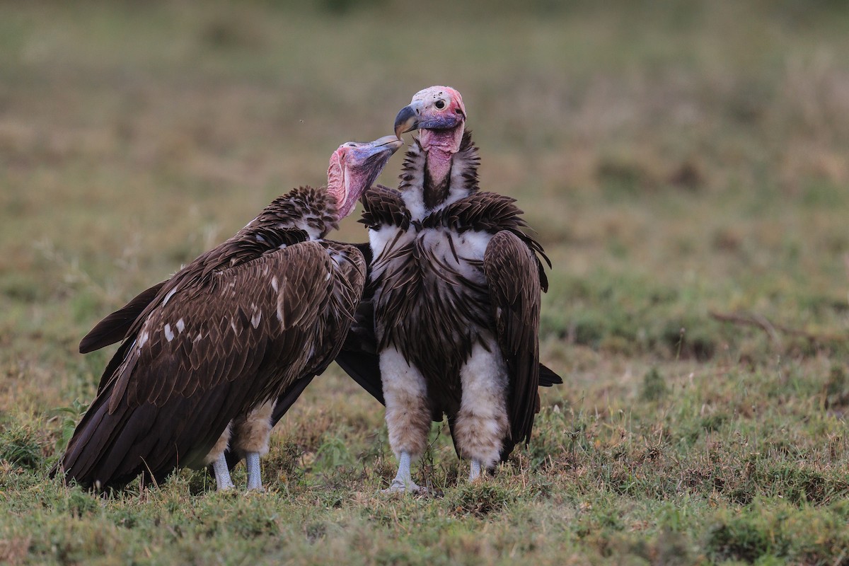 Lappet-faced Vulture - ML116419251