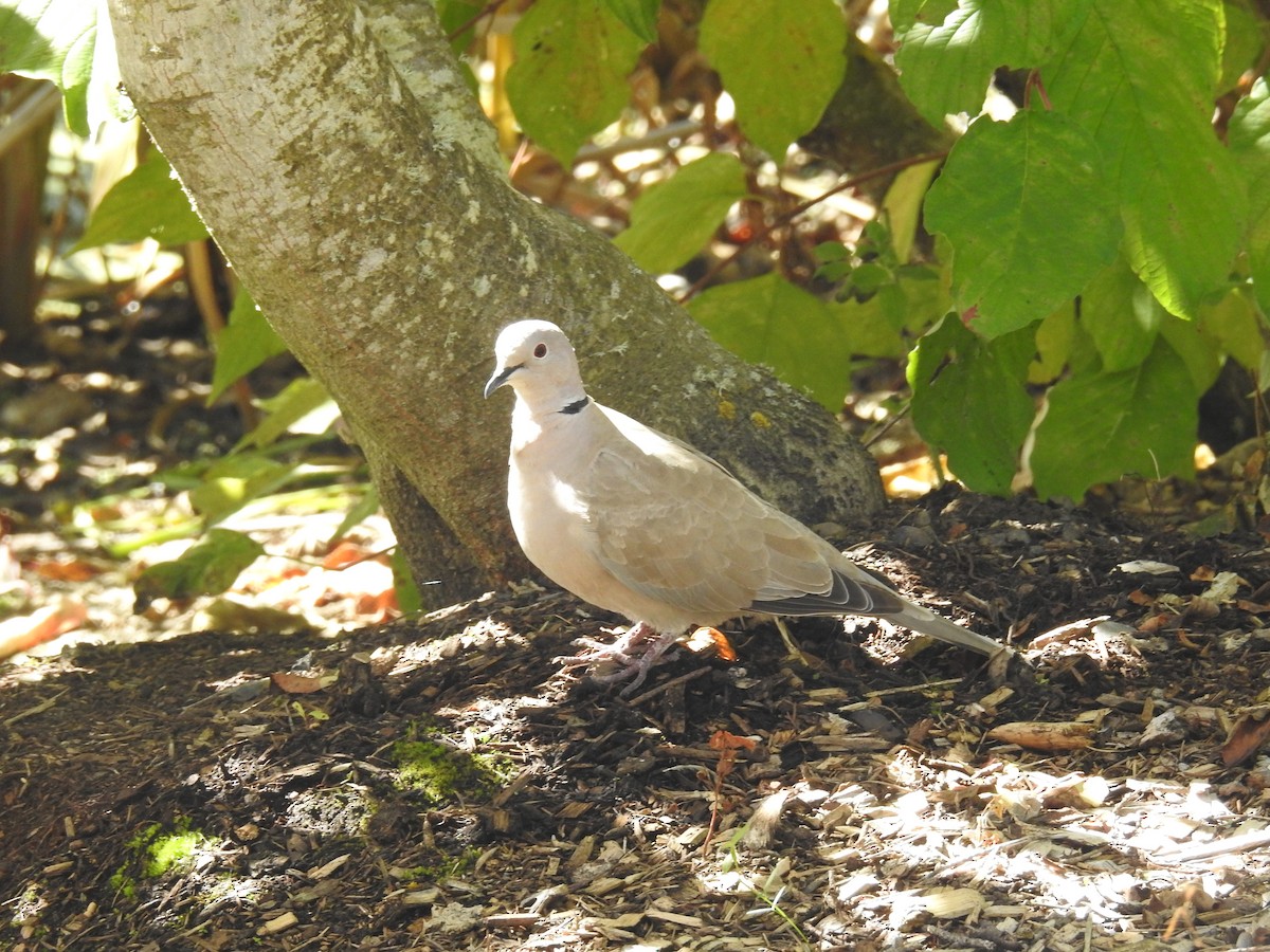 Eurasian Collared-Dove - ML116420401