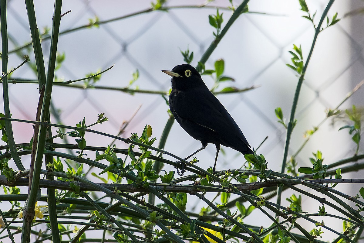Spectacled Tyrant - ML116423011