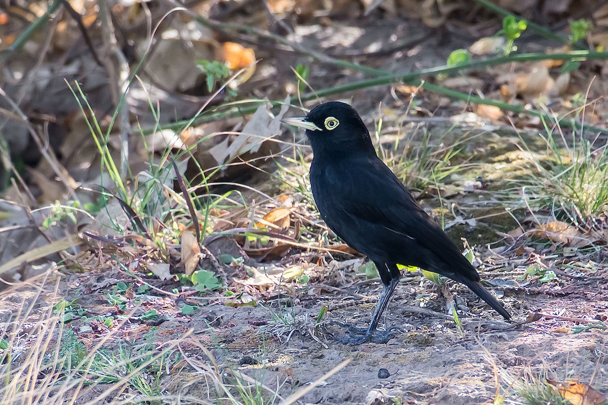 Spectacled Tyrant - ML116423041