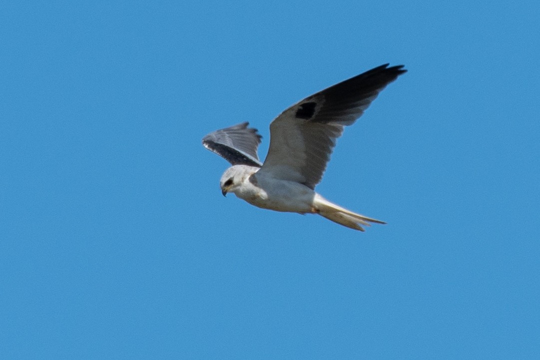 White-tailed Kite - Jeremy Cushman