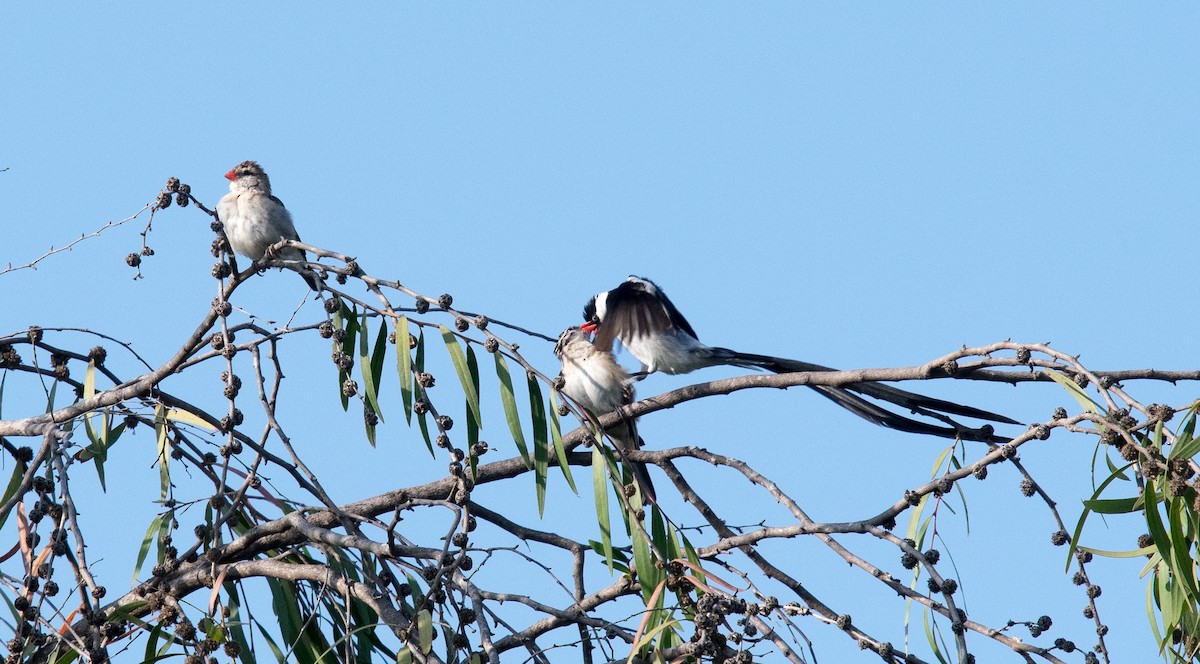 Pin-tailed Whydah - ML116426511