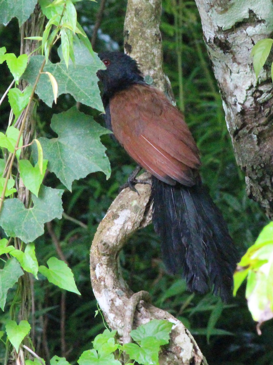 Greater Coucal - Diane Morton