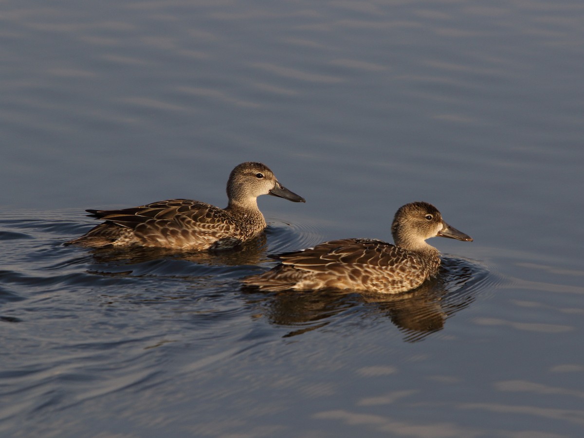 Blue-winged Teal - ML116427311