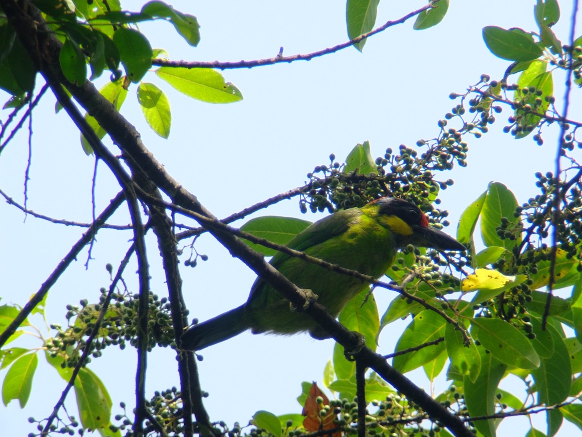 Gold-whiskered Barbet (Gold-faced) - Kenneth Kemphues