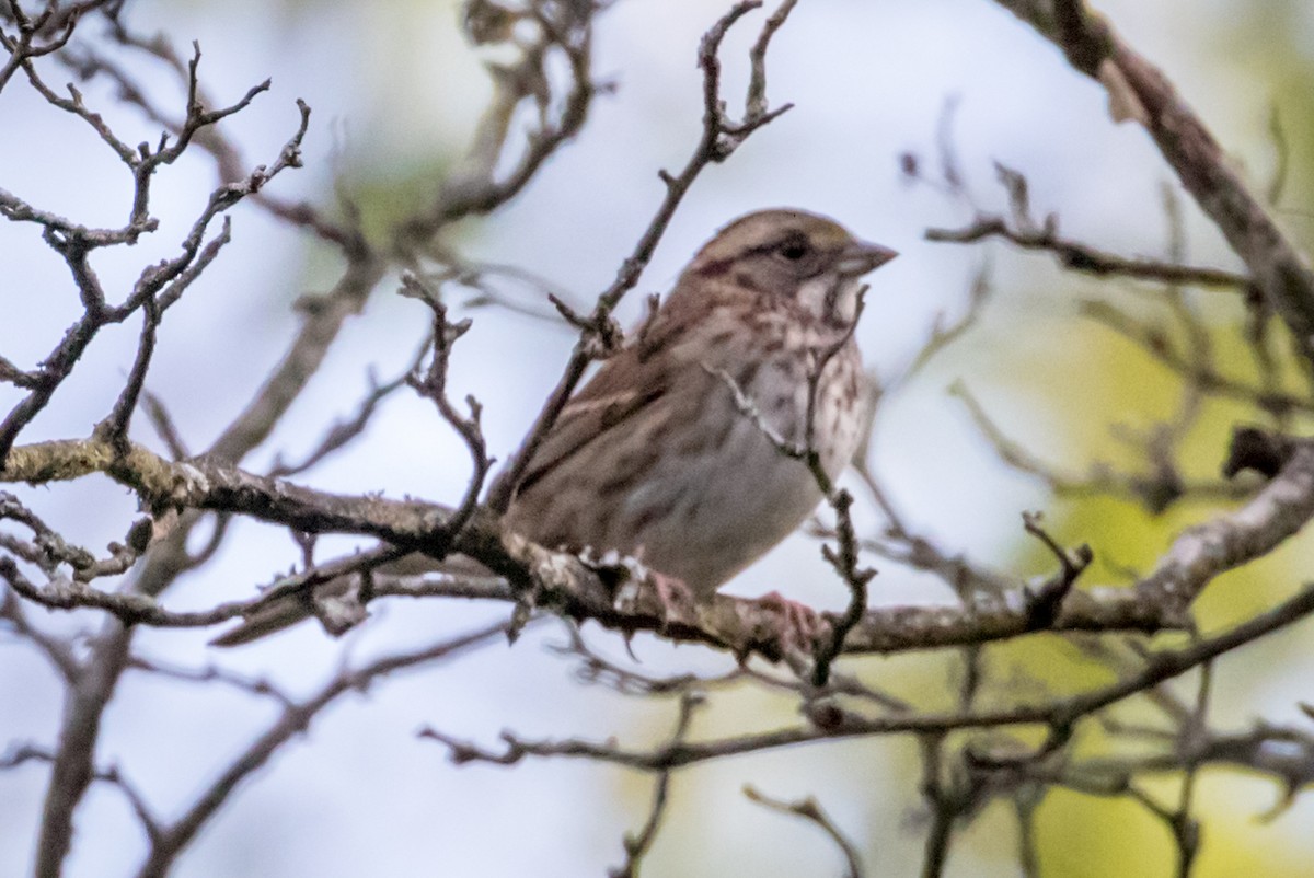 White-throated Sparrow - ML116434161
