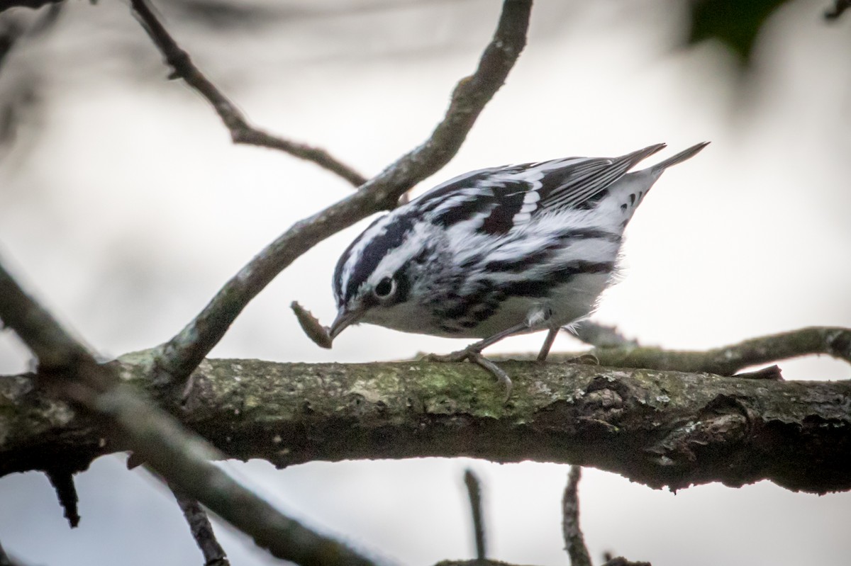 Black-and-white Warbler - ML116434481