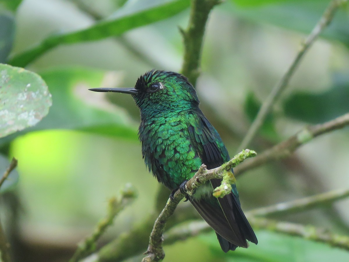 Blue-tailed Emerald - ML116440921