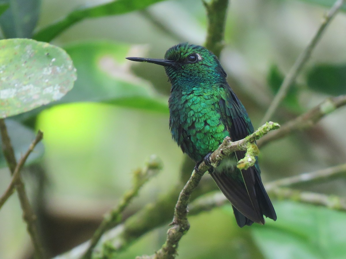 Blue-tailed Emerald - ML116440931