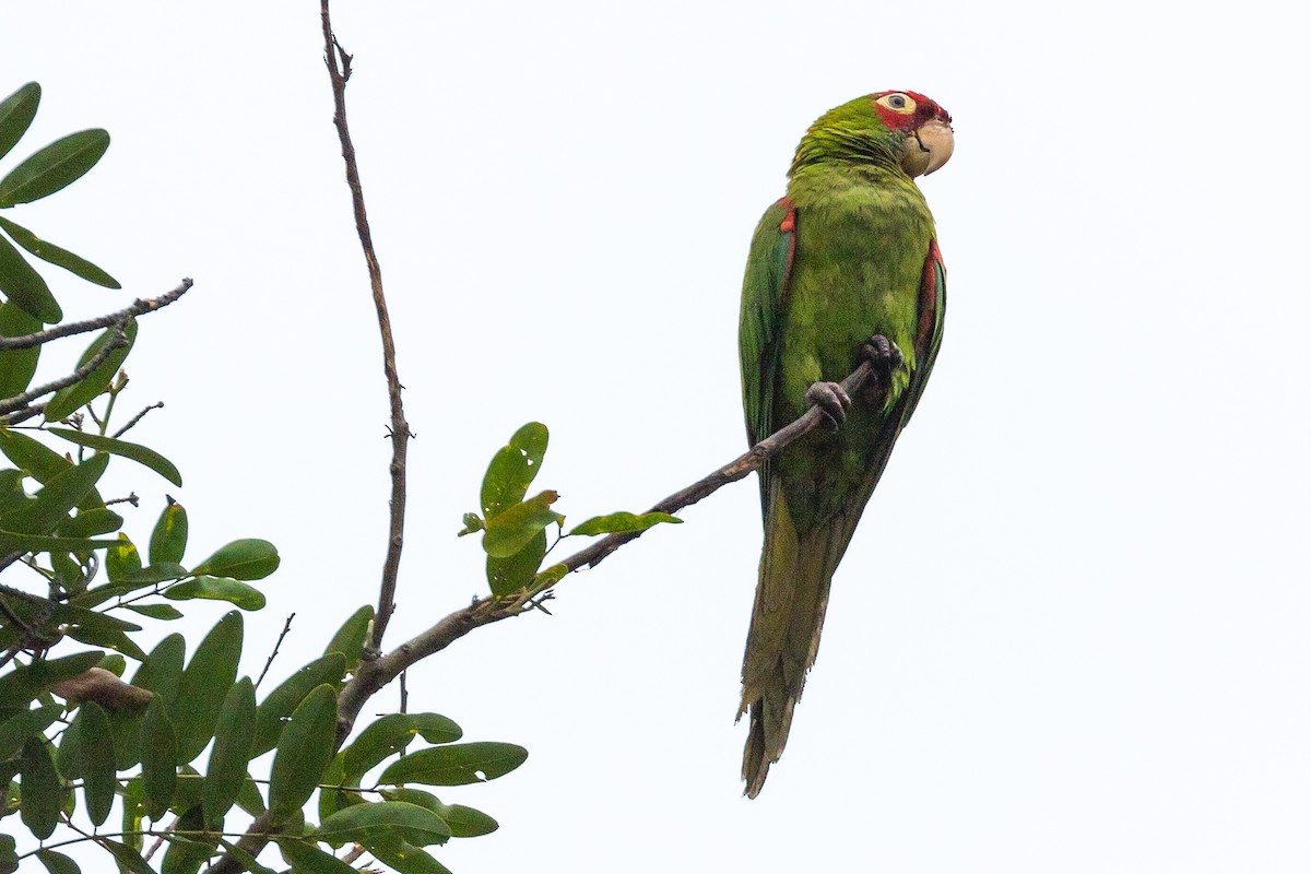 Red-masked Parakeet - John Reynolds
