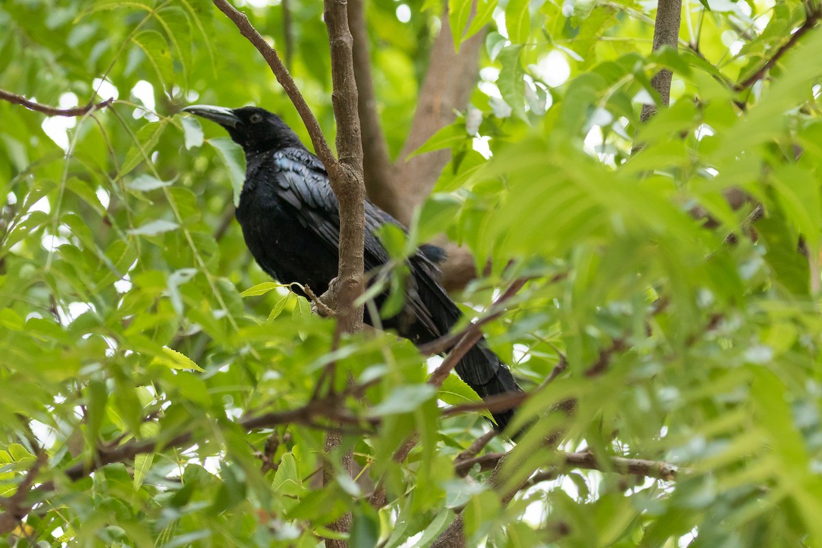 Great-tailed Grackle - ML116442531