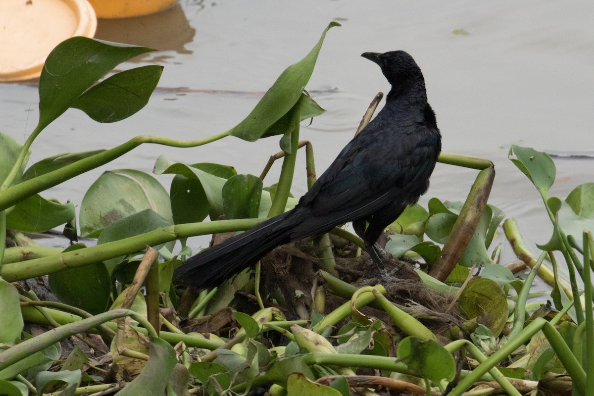 Great-tailed Grackle - ML116442591