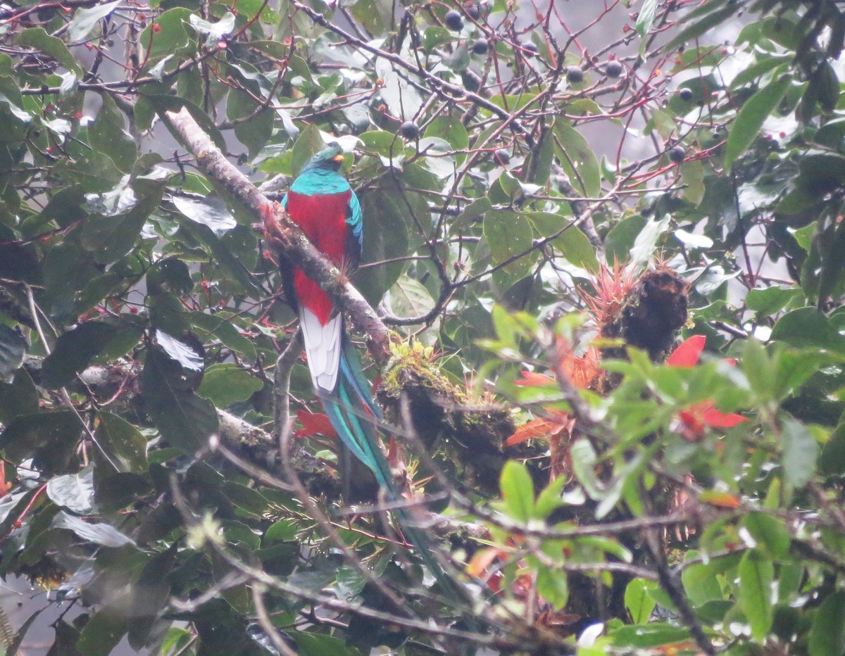 Resplendent Quetzal (Costa Rican) - Jason Fidorra