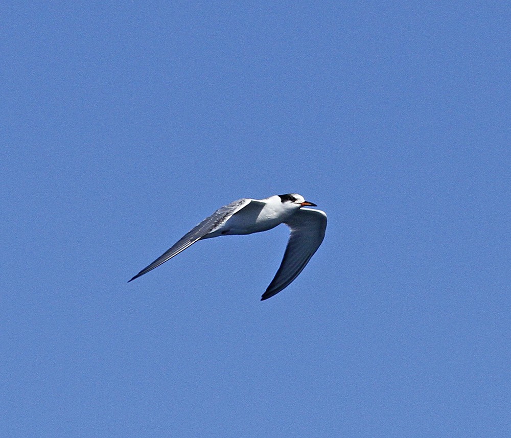 Common Tern - Marie O'Shaughnessy