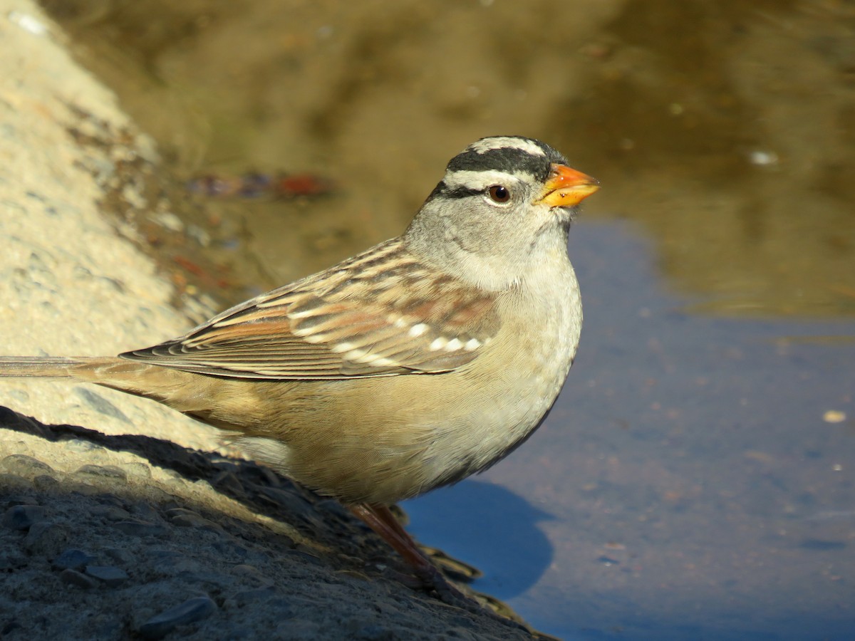White-crowned Sparrow - ML116444941