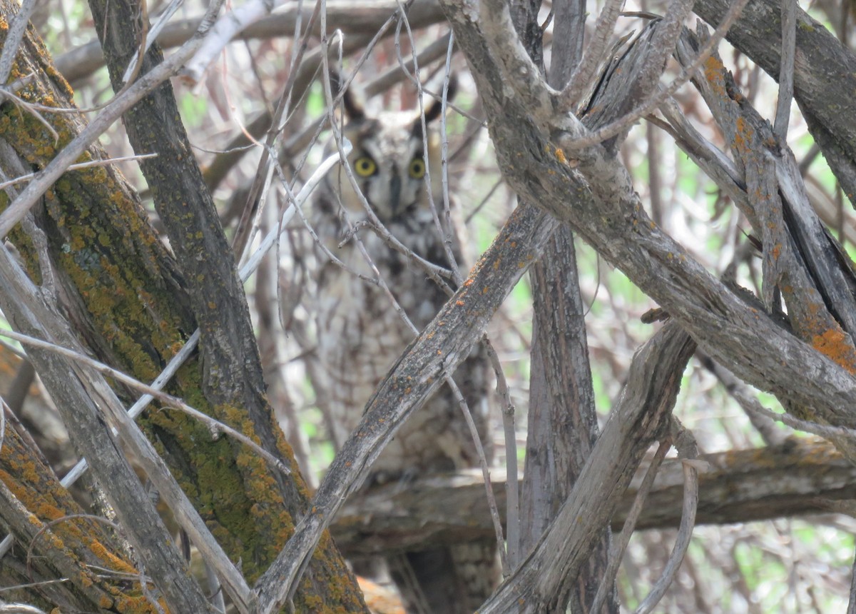 Long-eared Owl - ML116445941