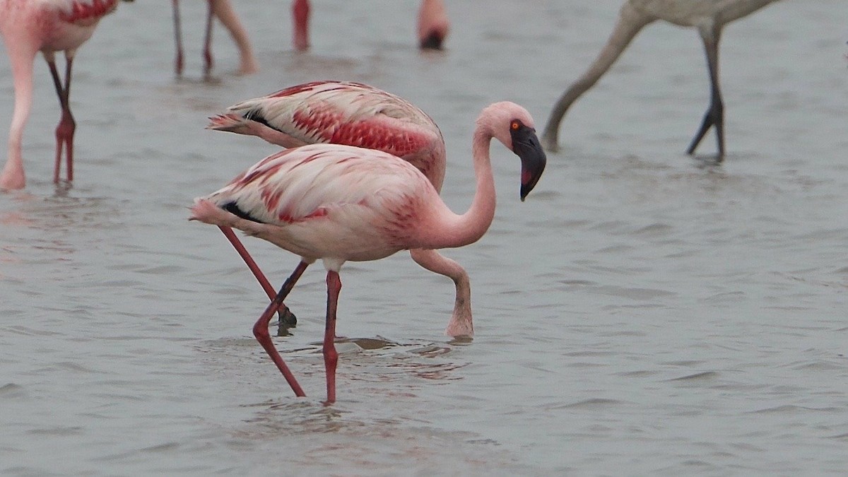 Lesser Flamingo - Snehasis Sinha