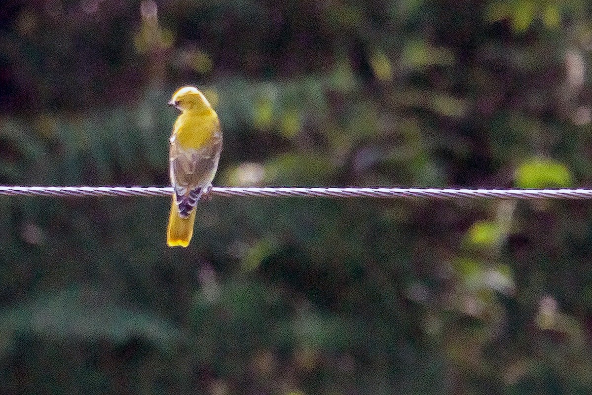 Indian Golden Oriole - ML116449521