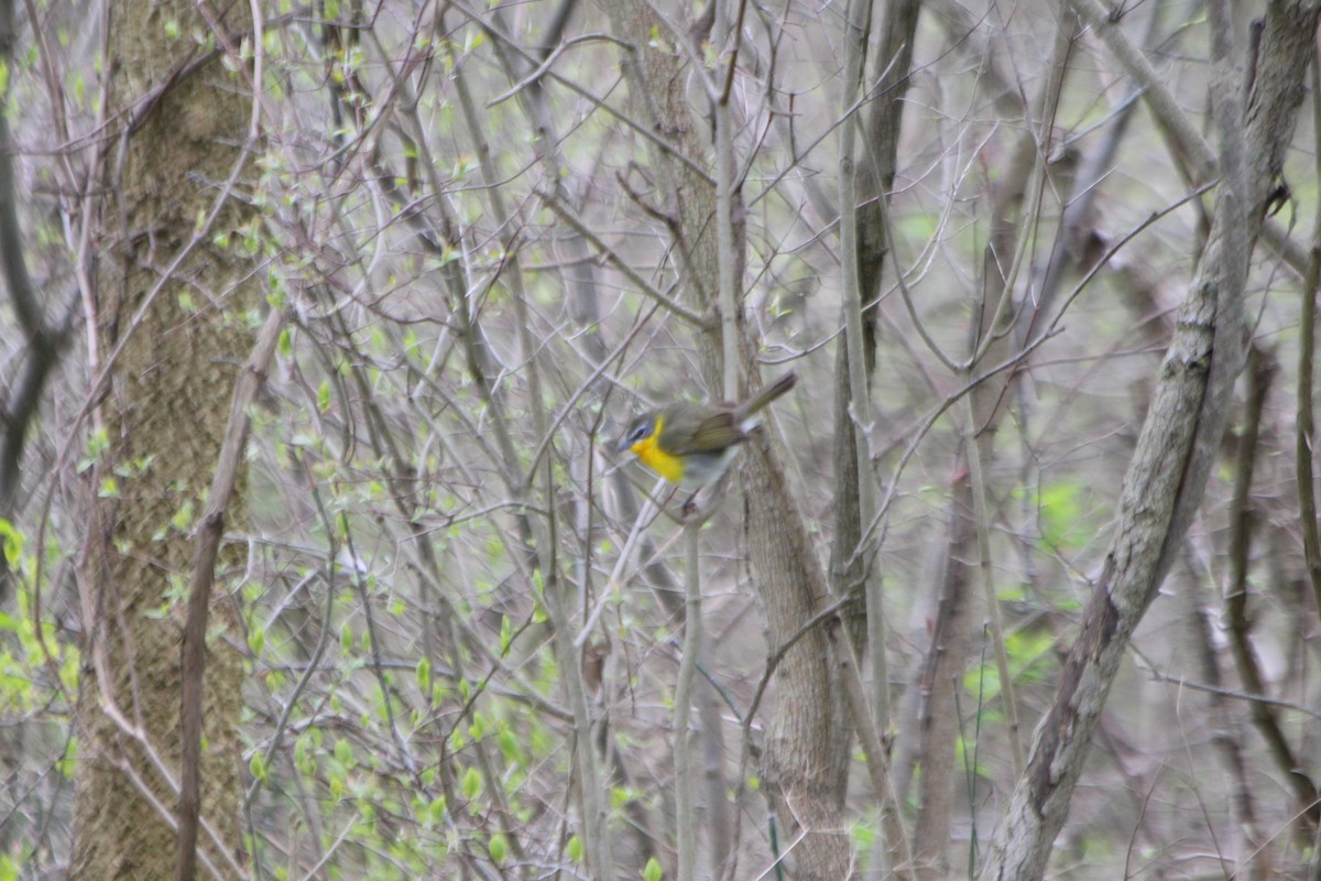 Yellow-breasted Chat - Marcie  Jacklin