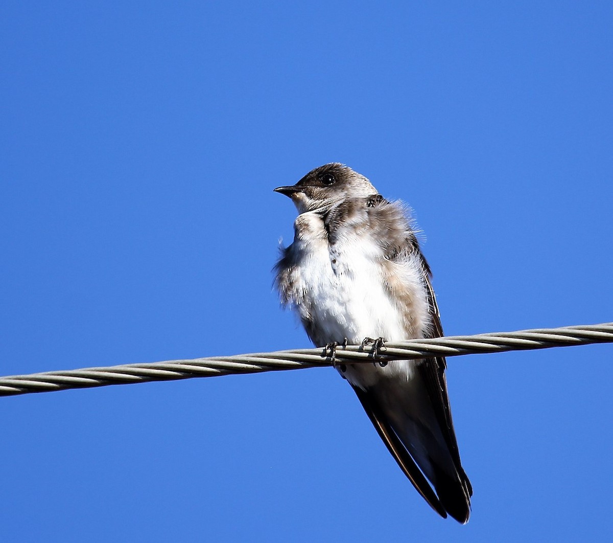 Southern Rough-winged Swallow - ML116449701