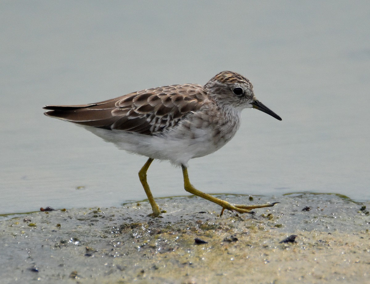 Long-toed Stint - Chris Chafer