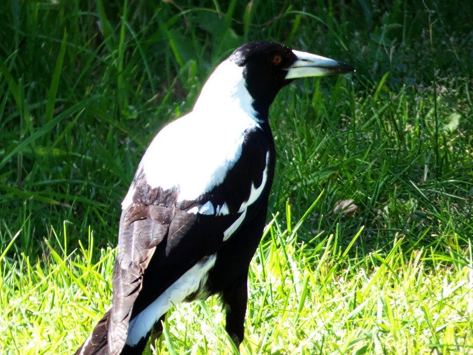 Australian Magpie (White-backed) - Alfons  Lawen