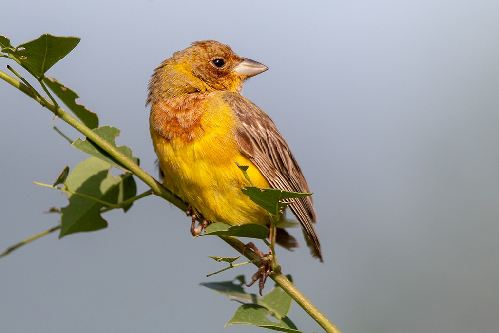 Red-headed Bunting - ML116451491