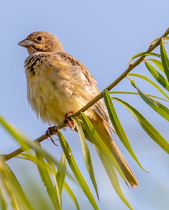 Red-headed Bunting - ML116451501