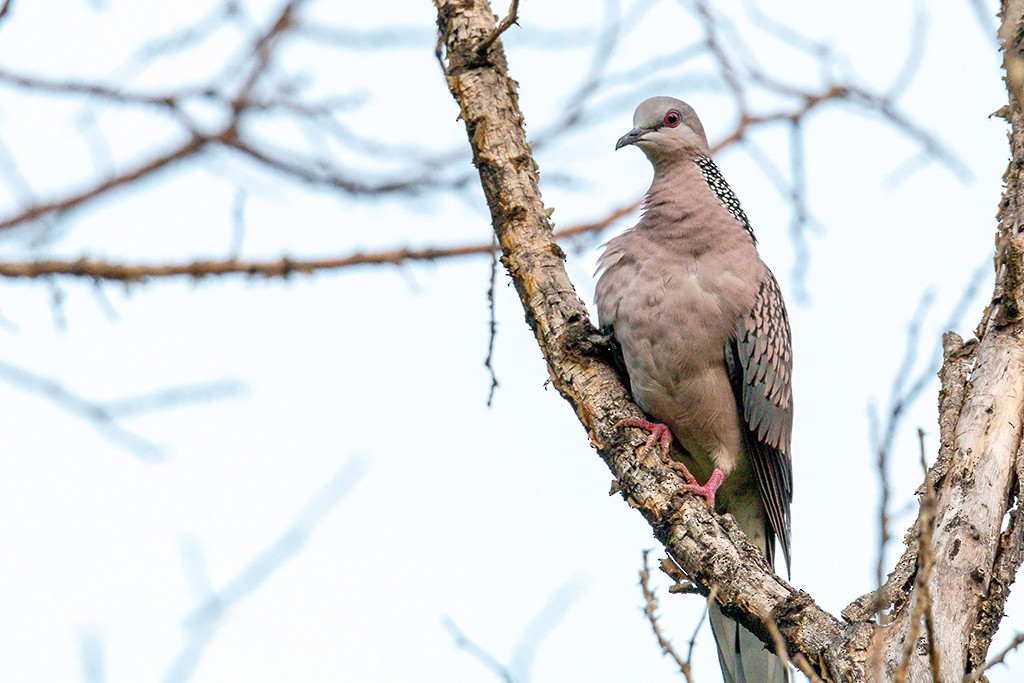 Spotted Dove - ML116451691
