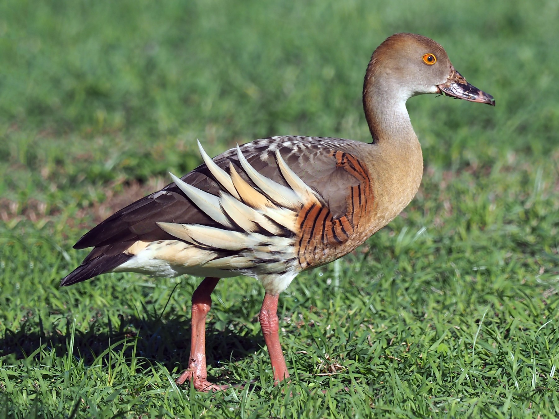 Plumed Whistling-Duck - Len and Chris Ezzy