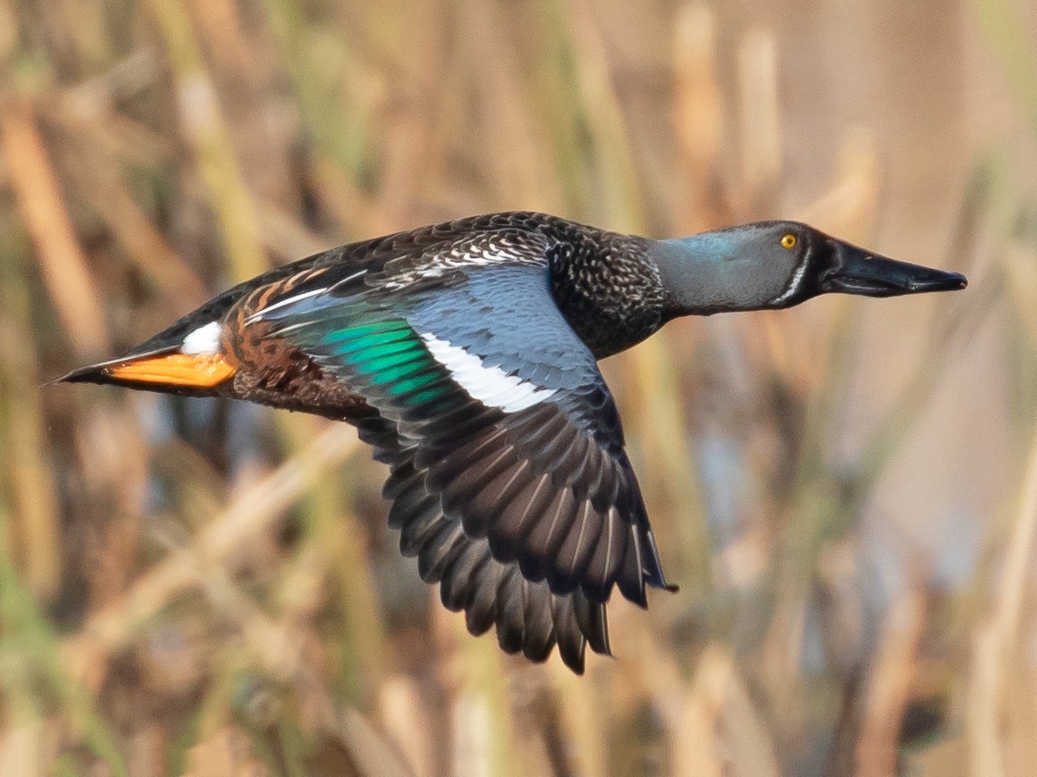 Australasian Shoveler - shorty w