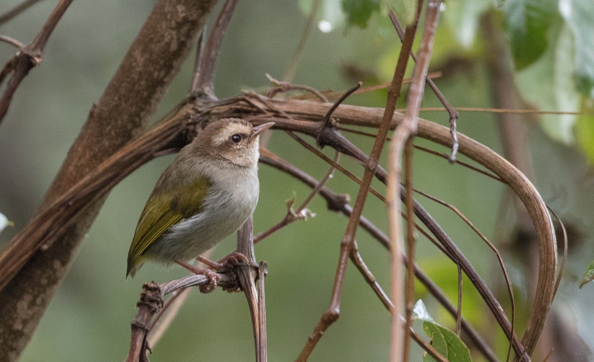 White-browed Crombec (White-browed) - ML116455431