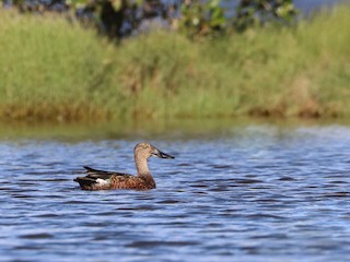 ミカヅキハシビロガモ - eBird