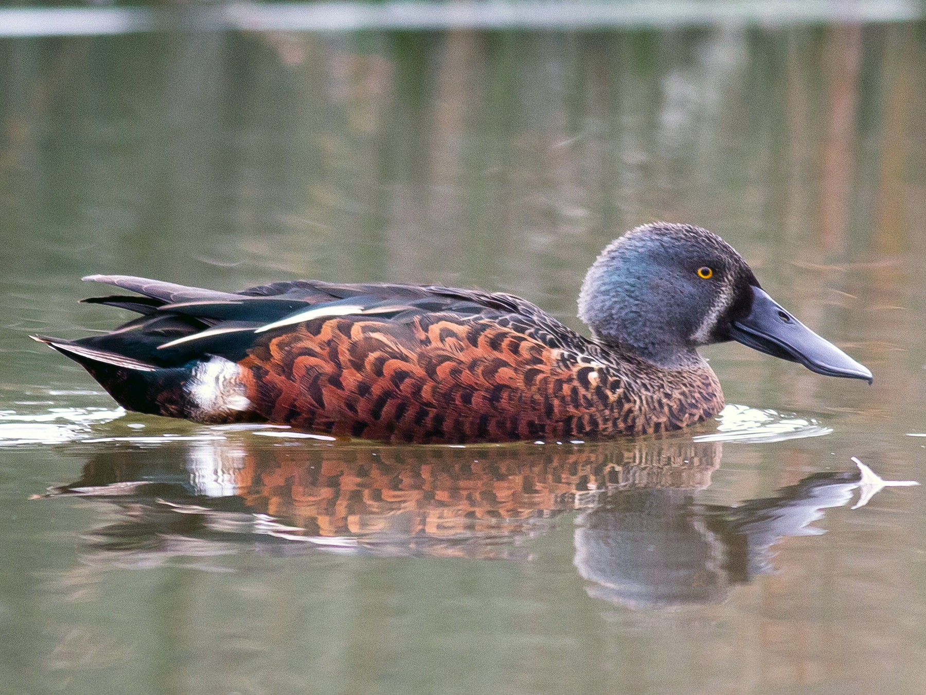 Australasian Shoveler - Kym Nicolson