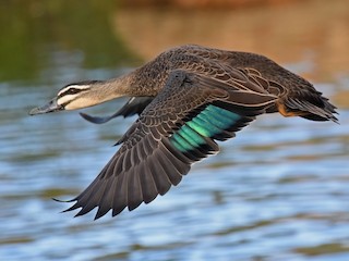  - Pacific Black Duck