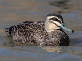  - Pacific Black Duck