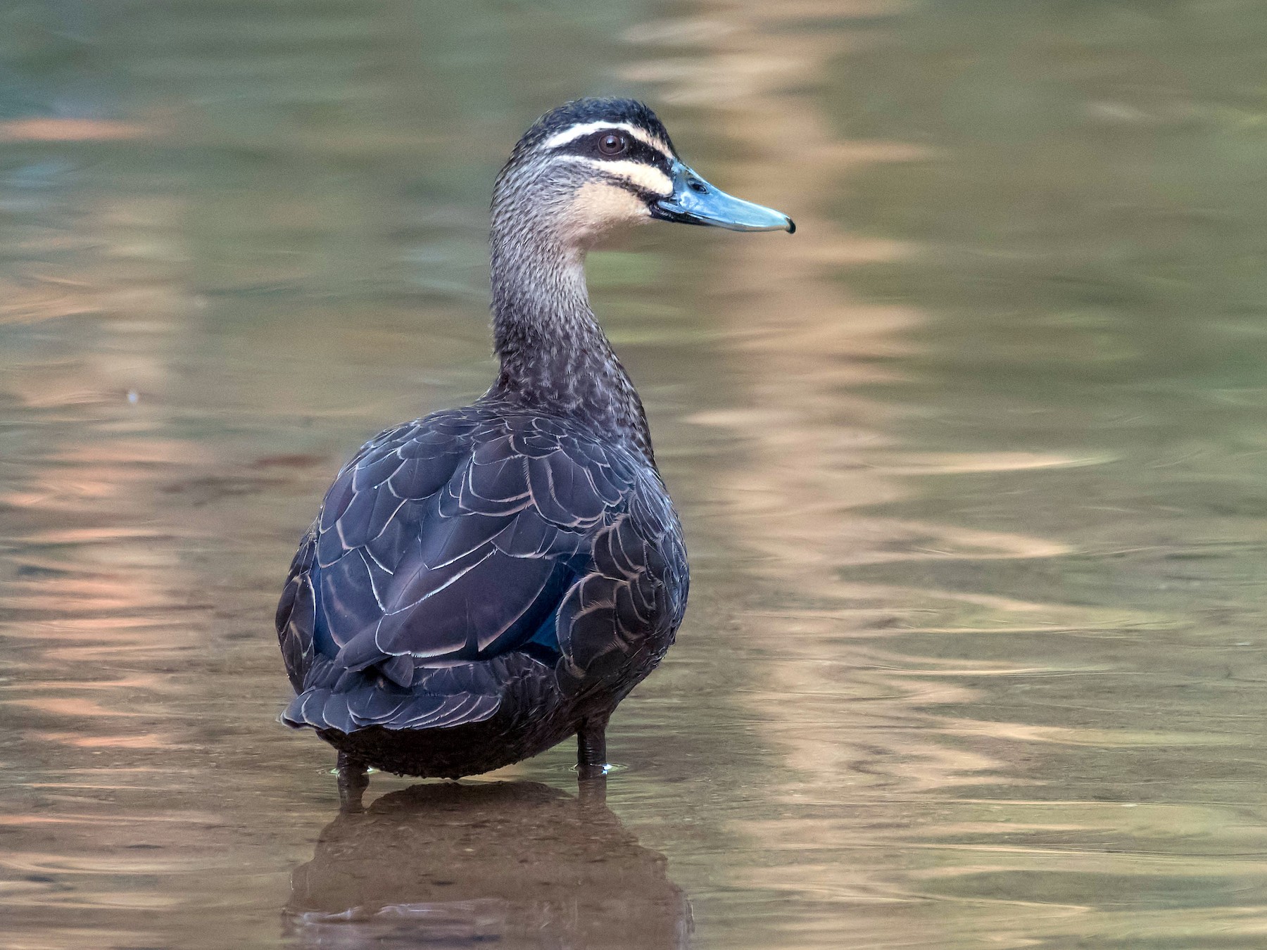 Pacific Black Duck - Terence Alexander