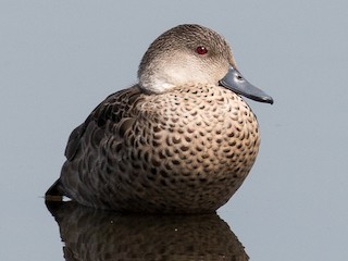 剥製のコガモ コガモ | カモ | 鳥類 | 剥製の製作・直売・レンタル・修理なら剥製